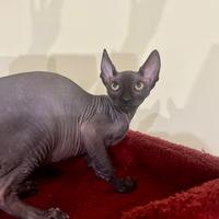 Sphynx cucciolo