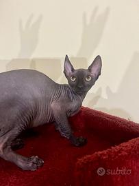 Sphynx cucciolo