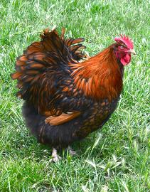 Galline ornamentali giganti le Orpington
