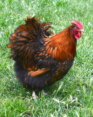 Galline ornamentali giganti le Orpington