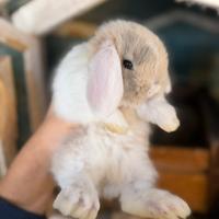 Coniglio ariete miniloop