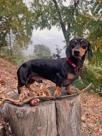 Bassotto di 4 anni per monta