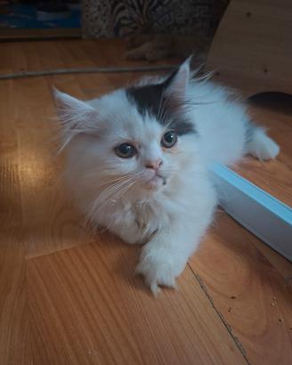 Vendita gatti persiani