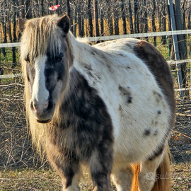 Pony femmina