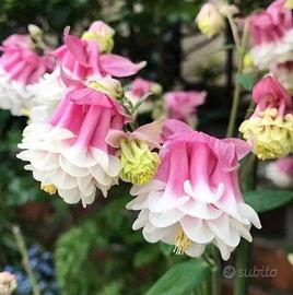 100 semi di Aquilegia Pink Petticoat