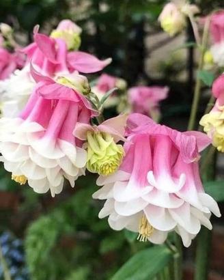 150 semi di Aquilegia Pink Petticoat