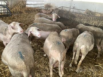 Pecore lacaune