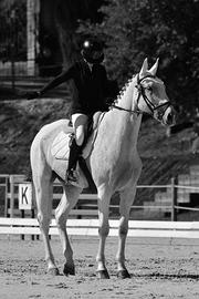 Cavallo kwpn