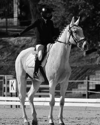 Cavallo kwpn