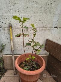 piante di mele alte 40cm 