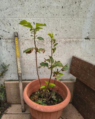 piante di mele alte 40cm 