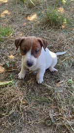 Jack Russell Cuccioli