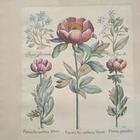 stampa Bescel dipinta  a mano inizio secolo 