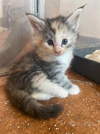 Ultima cucciola di gatto Norvegese delle foreste