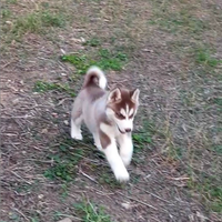 Cucciola Siberian Husky