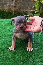 pitbull 