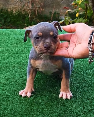 pitbull 