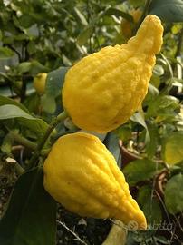 piante di agrumi: CEDRO FLORENTINA