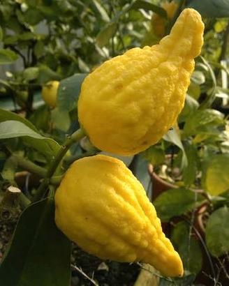 piante di agrumi: CEDRO FLORENTINA