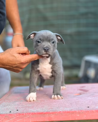 Pitbull