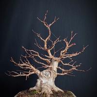 Acero campestre (Acer campestre)