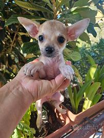 Chihuahua mini con pedigree