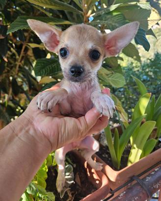 Chihuahua mini con pedigree