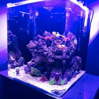 Acquario Marino Nano Cube completo