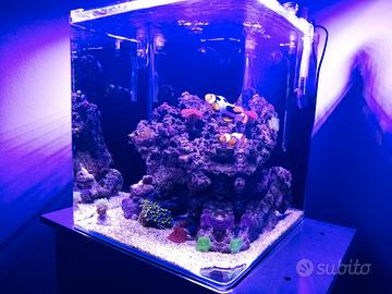 Acquario Marino Nano Cube completo
