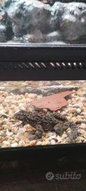 Bombina orientalis