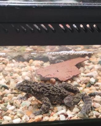 Bombina orientalis