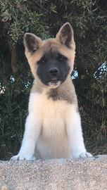 Akita americano cuccioli