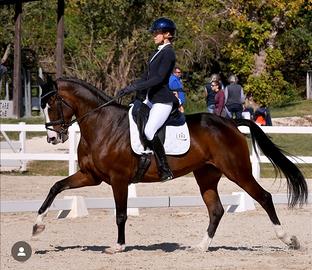 Meravigliosa cavalla da dressage
