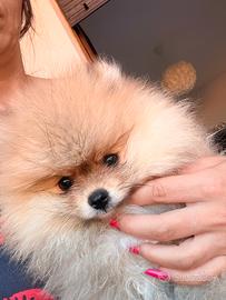 Spitz tedesco nano