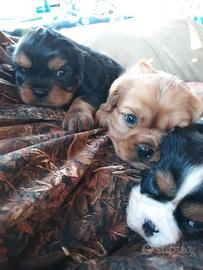 Teneri cuccioli di cavalier king