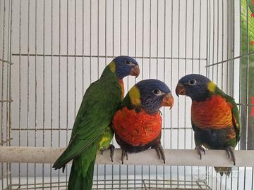 Lori arcobaleno
