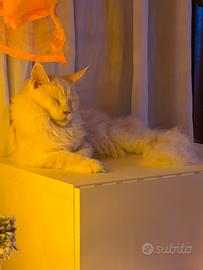 Maine coon maschio