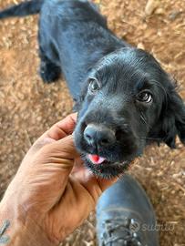 Disponibili cuccioli di cocker spaniel