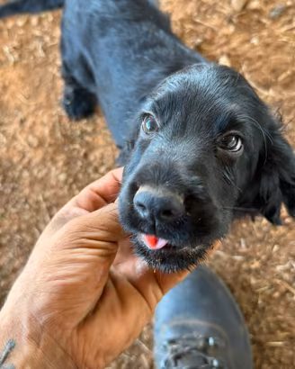 Disponibili cuccioli di cocker spaniel