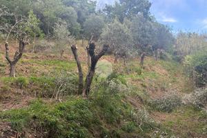 TER. AGRICOLO A MASSAROSA
