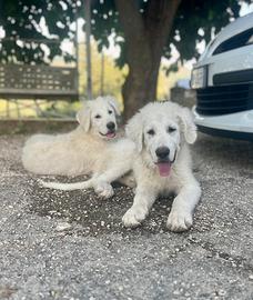 Pastore abruzzese