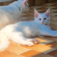Gattina Maine Coon