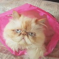 Accoppiamento gatti persiani