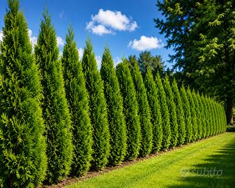 Cipresso Leylandii Ornamentale –Privacy  Naturale