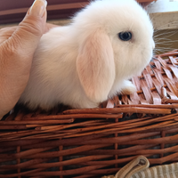 Conigli Mini Lop