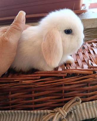 Conigli Mini Lop