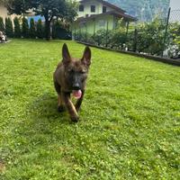 Pastore Tedesco Gigione