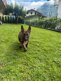 Pastore Tedesco Gigione