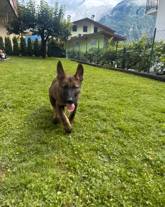 Pastore Tedesco Gigione