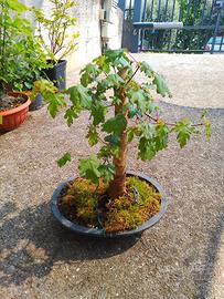prebonsai acero